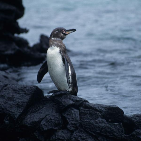 Galápagos Penguin