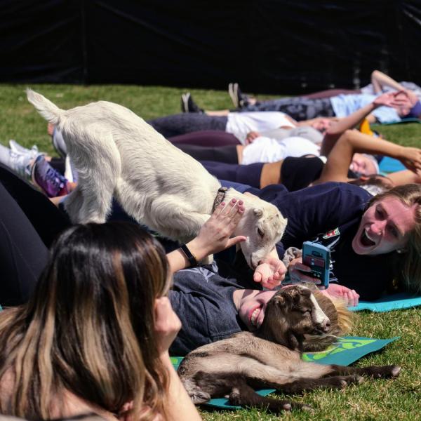 students enjoy a yoga class on the Rec Center lawn with baby goats