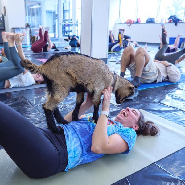 student enjoying a yoga session with a baby goat