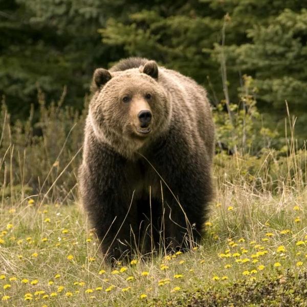 Grizzly bear in the wild