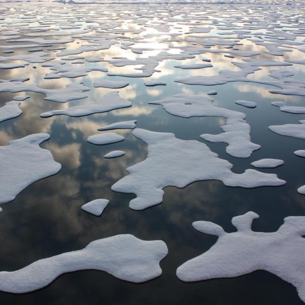 sea ice