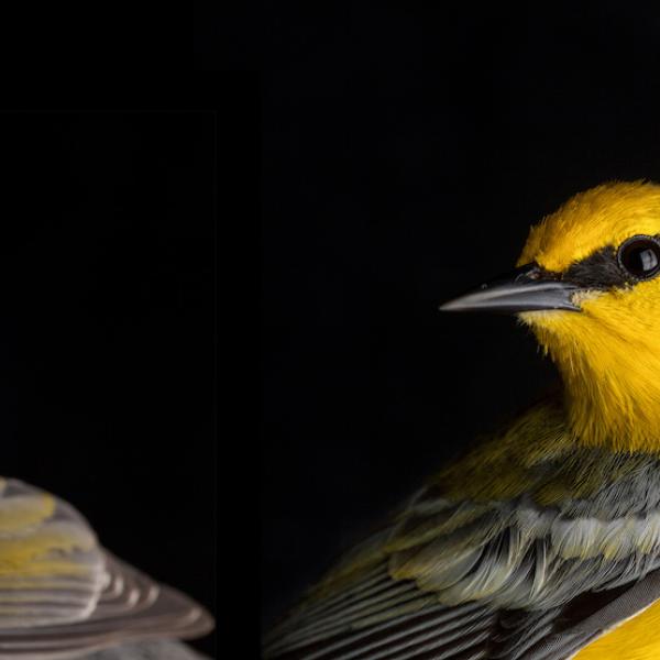 Warblers