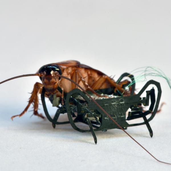 HAMR-Jr poses with a cockroach