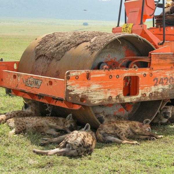 Clan of hyenas in the Ngorongoro Crater (Tanzania) rest under a broken-down roller