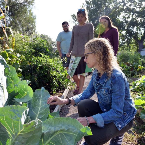 Professor Jill Litt checks on a plant with colleagues Evan Coringrato, Erin Decker and Angel Villalobos