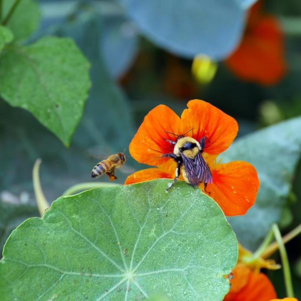 Bees scramble for the last of summer blooms at a community garden in Denver