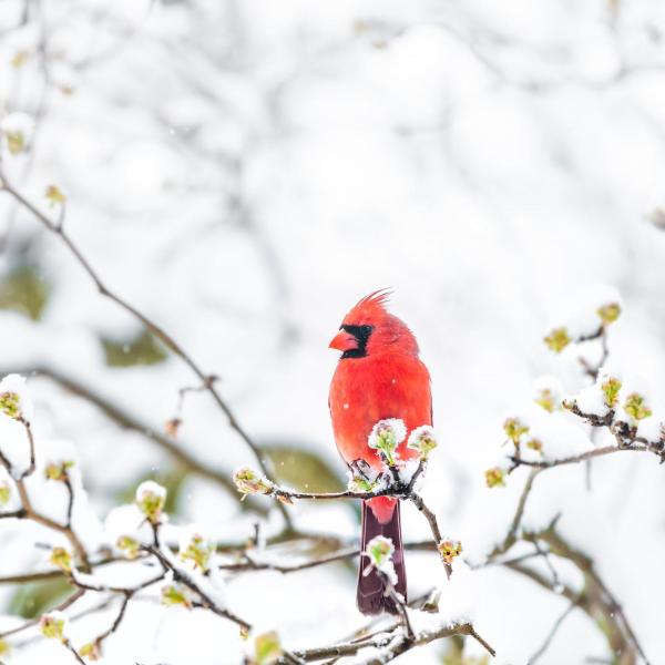 A cardinal sitting on a tree branch in the snow