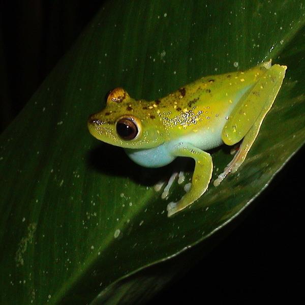 Hyla rufitela