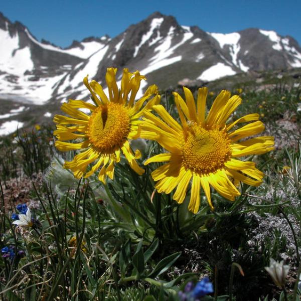 Flowers on Niwot Ridge
