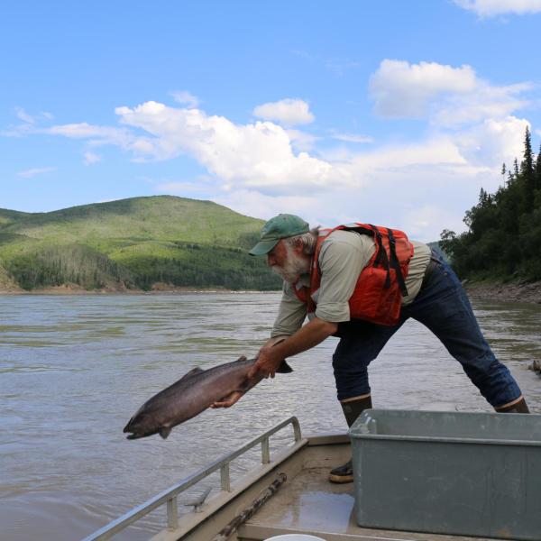 Chinook salmon released into Yukon River in Alaska, USA.
