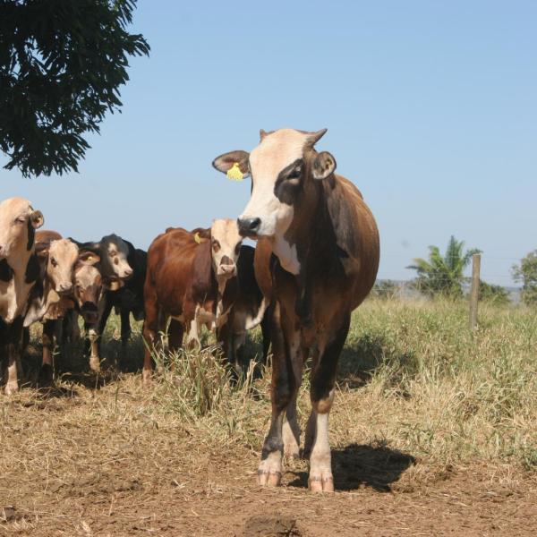 Cattle in Brazil