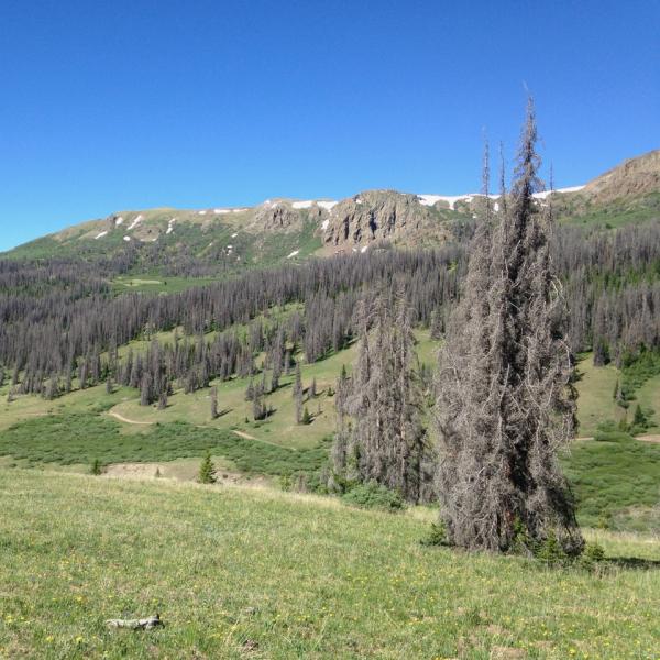 A forest in the southern Rocky Mountains with trees killed by bark beetles.