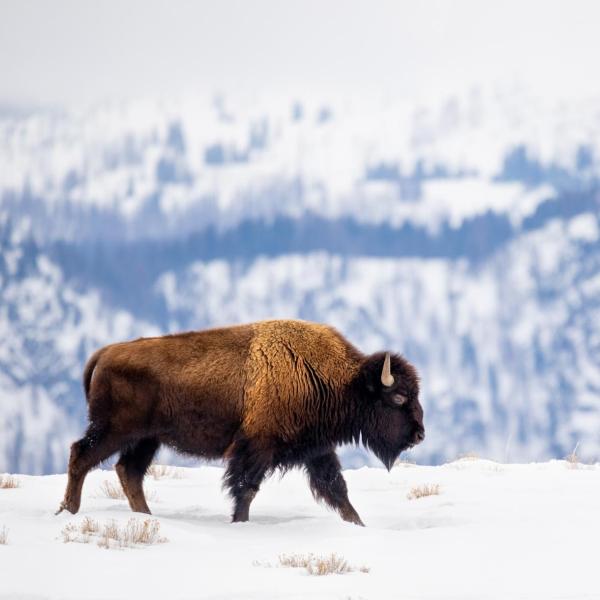 A buffalo in the snow
