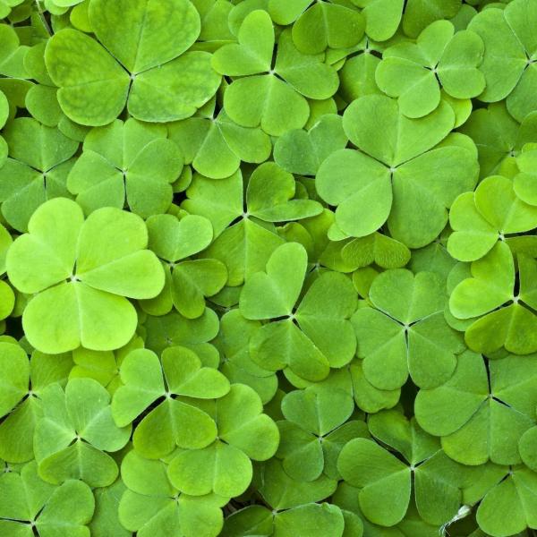 four-leaf clovers