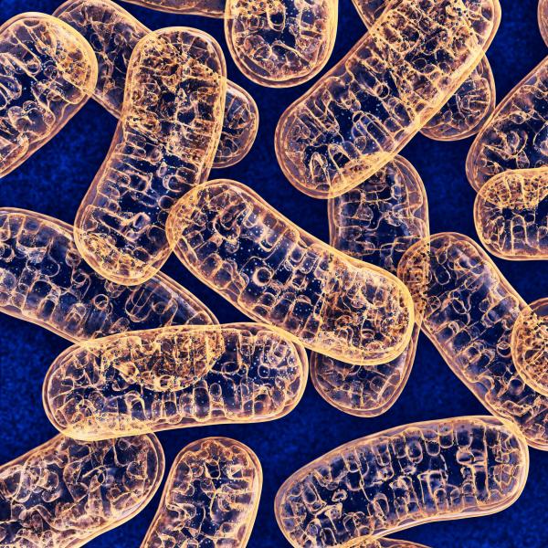 Mitochondria