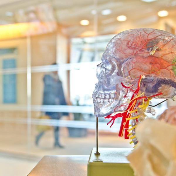 Model of transparent human head with organs showing