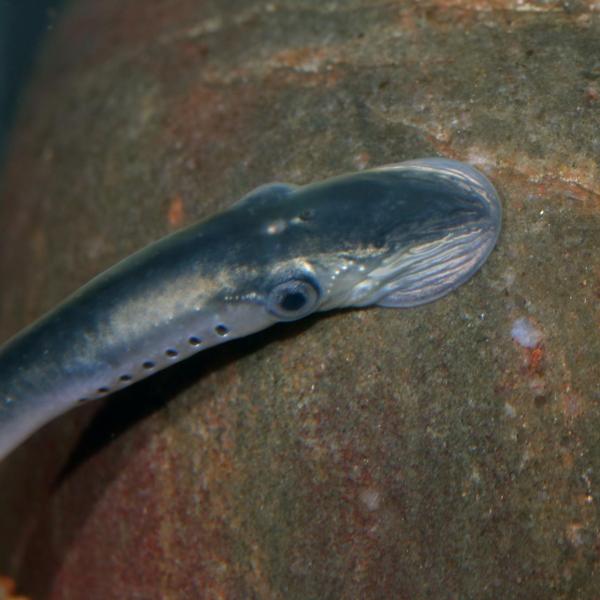 Sea lamprey