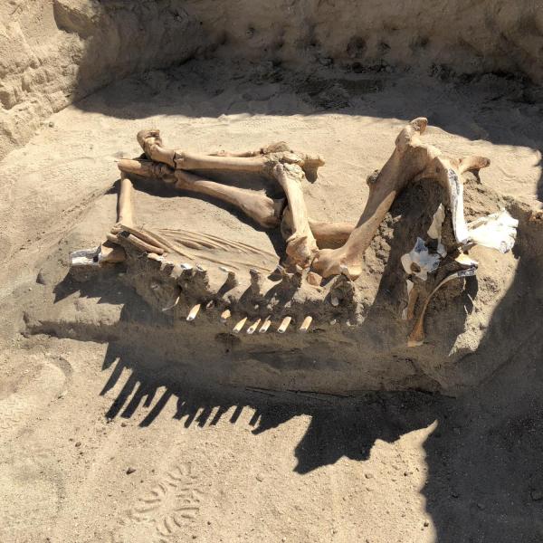 A partially excavated horse skeleton lying in the dirt.