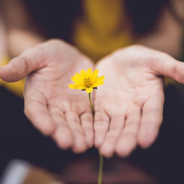 person holding yellow flower in hands