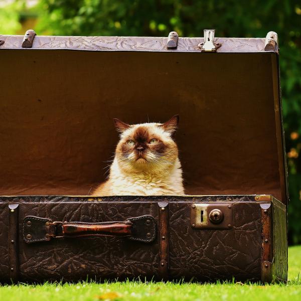 cat inside briefcase