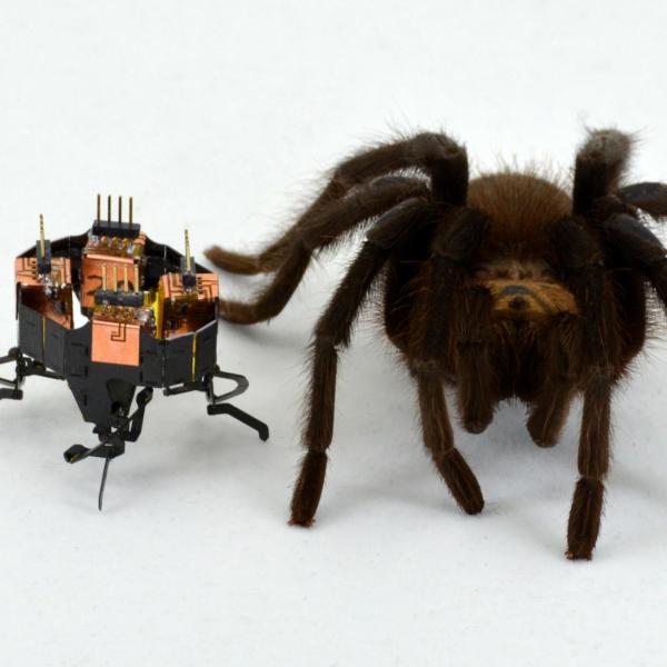 Robot sits next to a hairy spider against a white background