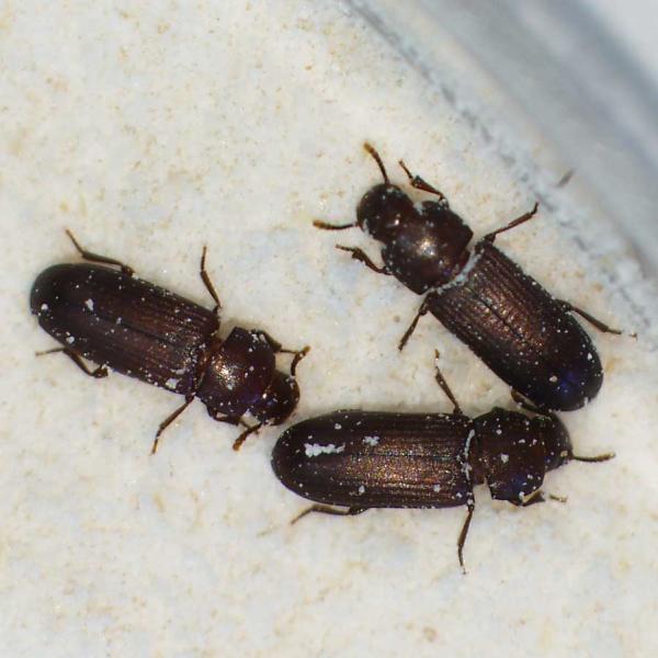 Flour beetles