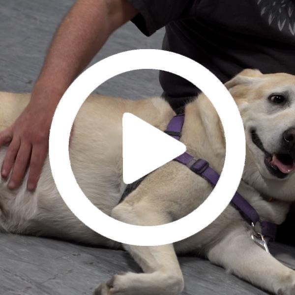 Dog lying down with video play button overlay