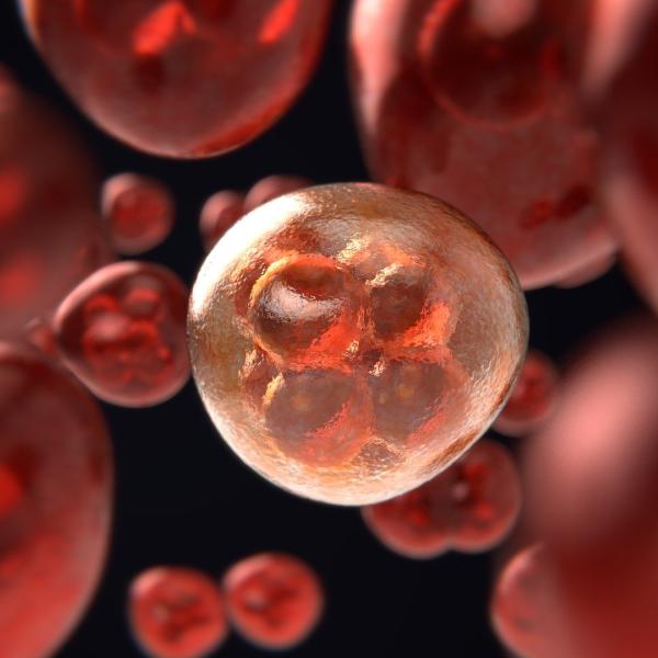 cells dividing under a microscope