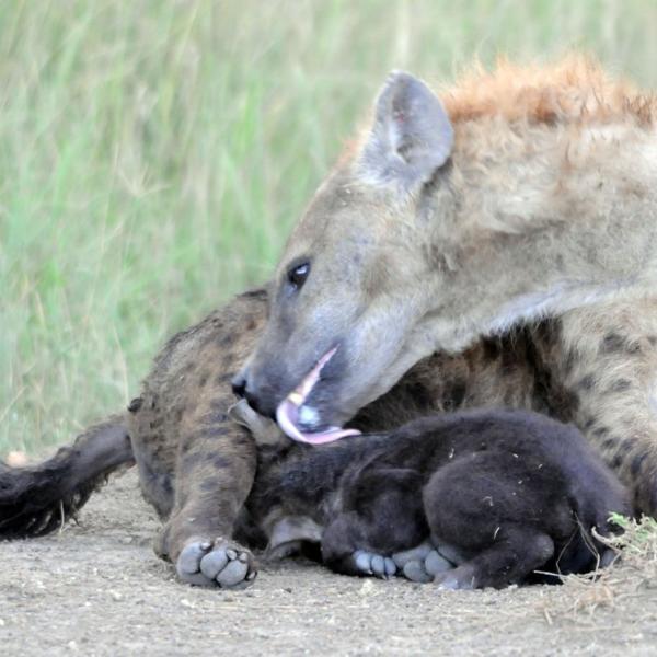 Hyena licking her cub