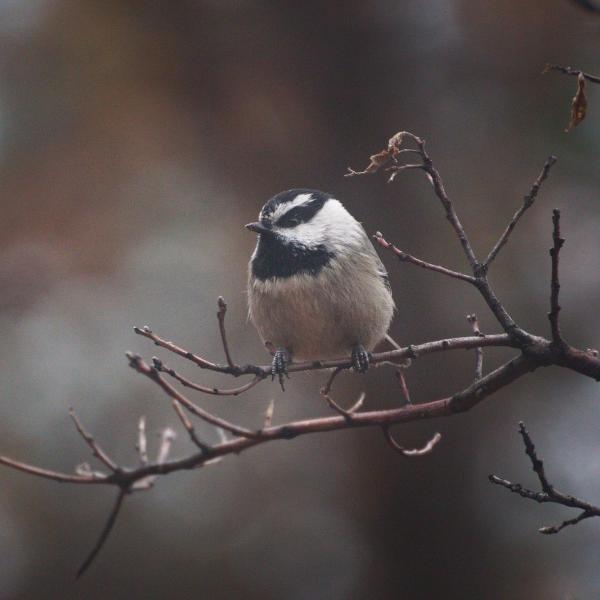 Mountain chickadee