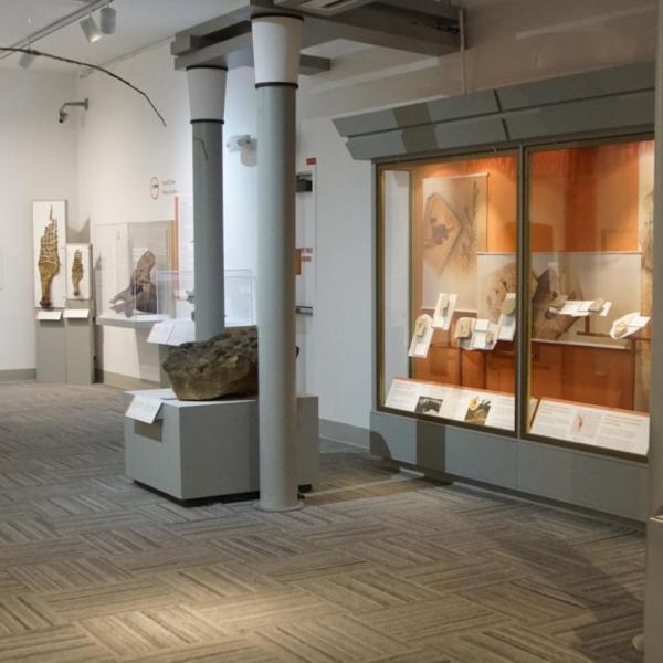 interior of the CU Museum of Natural History
