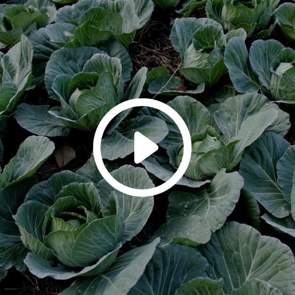 A garden with a video play button overlay
