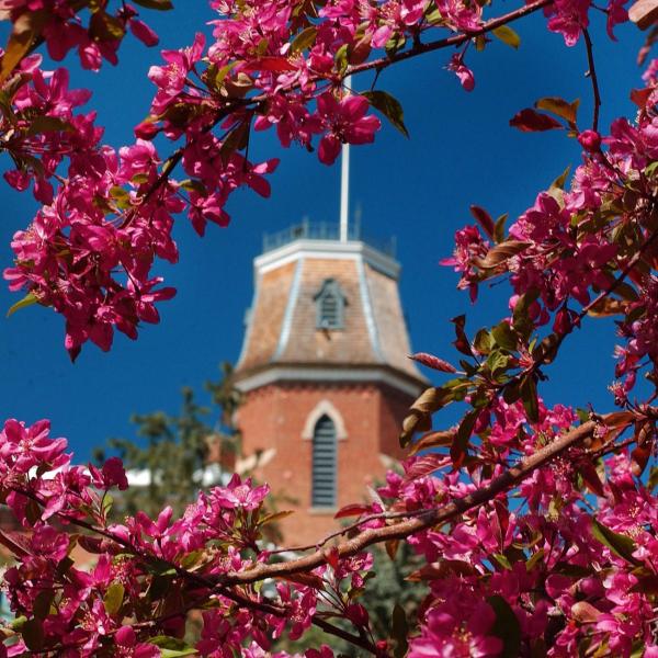 Old Main and pink blossoms