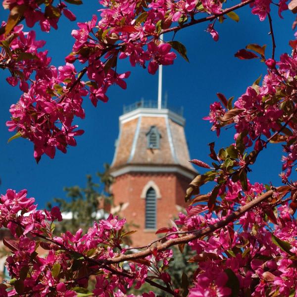Old Main building framed in pink blossoms