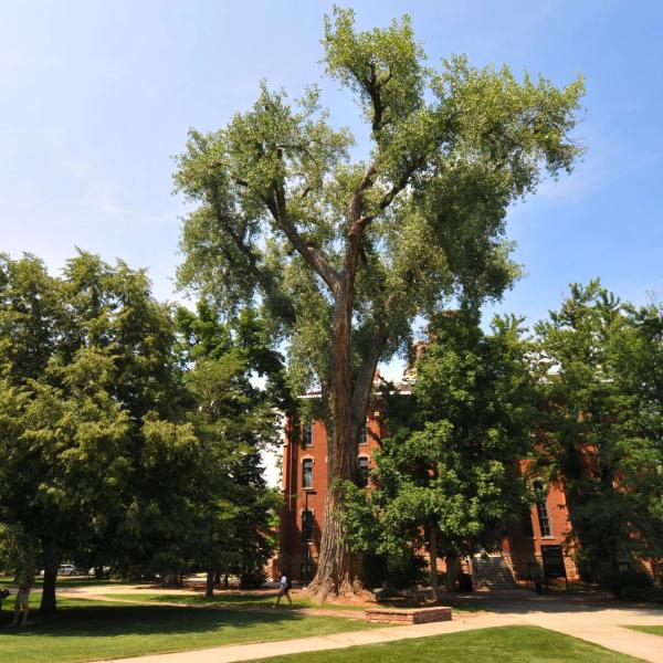 Old Main cottonwood