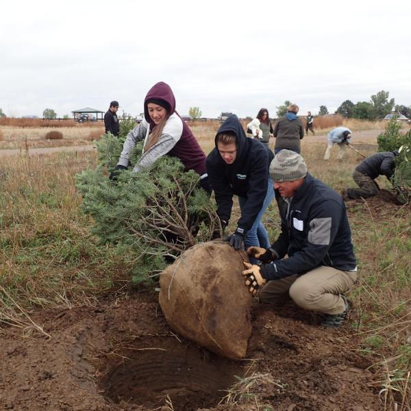 People working to plant trees