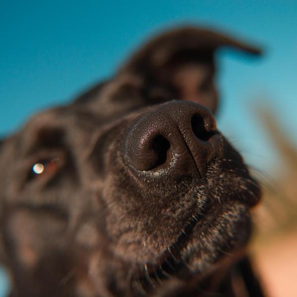 a dog's nose