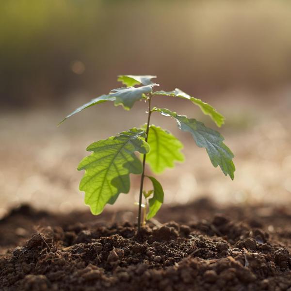 Planted tree sapling