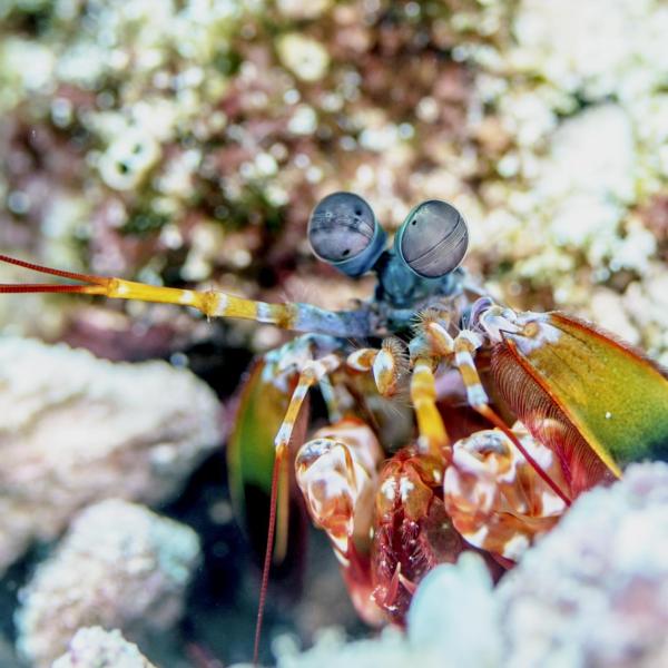 Peacock mantis shrimp