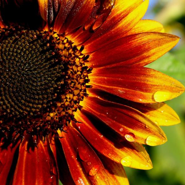 Red sunflower