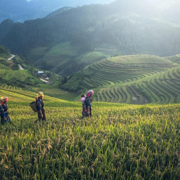 People on rice terraces