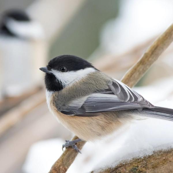 Black-capped chickadee