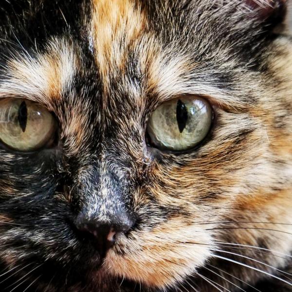 A cat