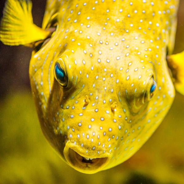 A picture of a spotty yellow fish.