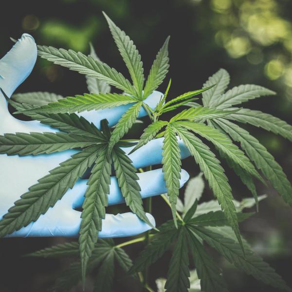 Marijuana plants.