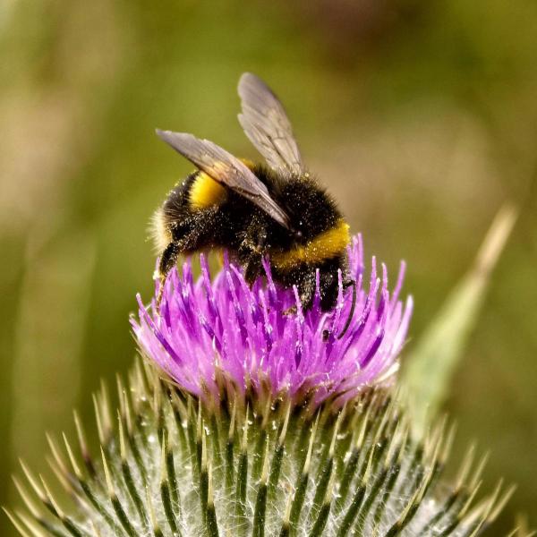 A bumblebee on a flower