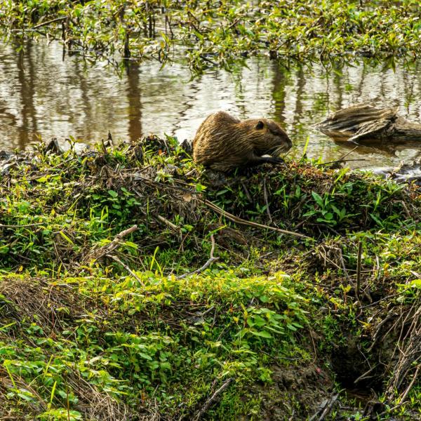 Beaver