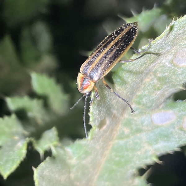 Insect with orange head and black and brown wings sits on a leaf