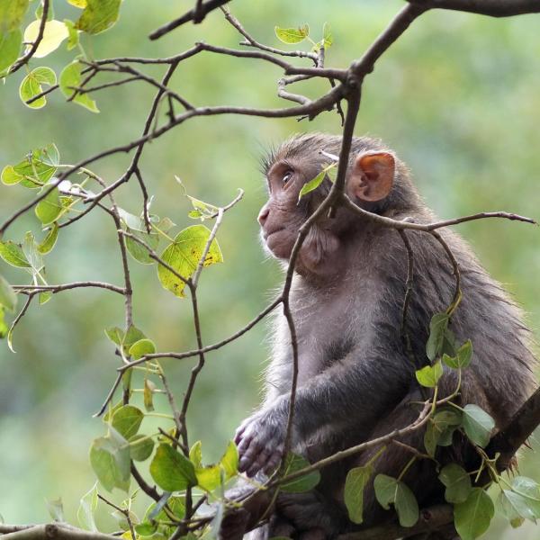 Monkey sitting in tree