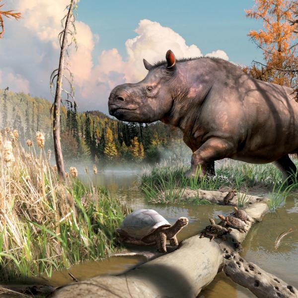 An artist's imagining of an ancient relative of today's rhinoceroses splashing through a stream next to turtles and fish in the Yukon.